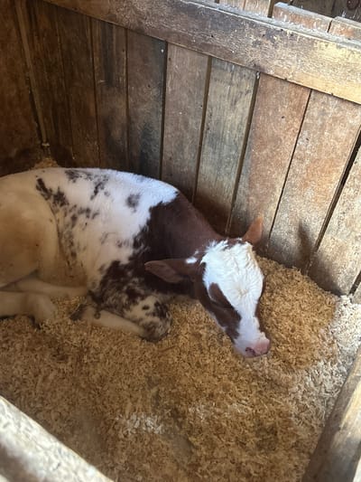 A calf is lying down in a wooden pen filled with wood shavings. The calf is predominantly white with brown patches. The pen has wooden walls and appears to be outdoors or in a barn. The image was taken in South Dundas, Canada.