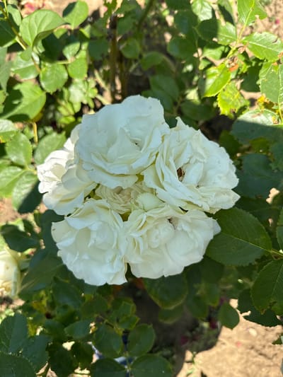This is a close-up, overhead shot of a cluster of white roses blooming in a garden. The roses are in full bloom with many delicate petals, some of which are slightly curled. The petals are a creamy white color, with hints of yellow and brown in the centers of some of the blossoms. The roses are surrounded by lush green leaves, some of which show signs of minor damage, such as small holes. The background is a blurred earthy tone, suggesting soil, and dappled sunlight filters through the foliage, creating shadows. The overall impression is one of natural beauty and growth in an outdoor setting. The image was taken in Cojușna, Moldova.