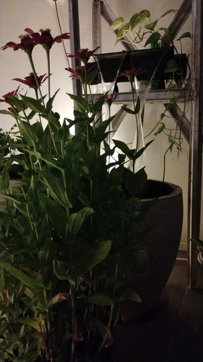 The image shows a close-up of a plant with dark red flowers in a pot, with a small indoor fountain behind it. The plant's stems are tall and slender, with numerous green leaves. The flowers are star-shaped with yellow centers. The fountain has two streams of water cascading down into a dark basin. In the background, there are other plants on a shelf and a white wall. The scene appears to be indoors, possibly in a home or a public space. The lighting is dim, creating shadows and highlighting the textures of the plants and the fountain. There are no people visible in the image. The location is stated to be in Banjarsari, Indonesia, but there are no specific geographical markers in the image to confirm this.