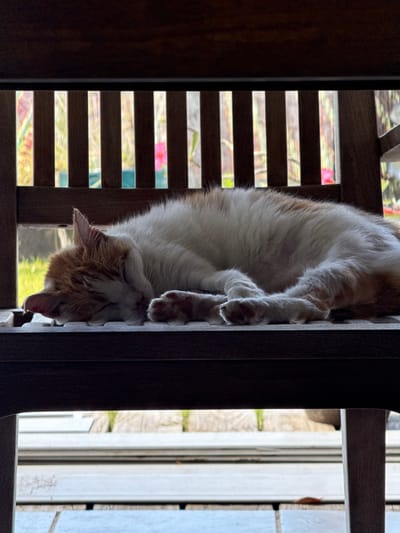 A white and orange tabby cat is observed sleeping, curled up on a dark wooden slatted chair, located in Māhina, France. The cat's head is resting on its front paws, and its eyes are closed. Bright ambient light illuminates the cat and filters through the vertical slats of the chair's backrest, revealing an outdoor garden area with green foliage and distant pink flowers. The foreground elements of the chair are predominantly in shadow. Below the chair, a lighter, possibly paved or decked, surface is visible.