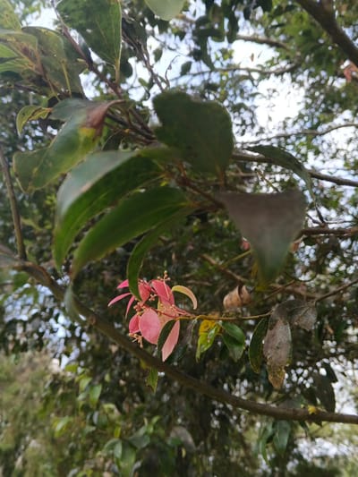 This image depicts a close-up, upward-angled view of a tree branch with foliage in Tapaiteng Uesa, Bhutan. The primary subjects are a cluster of vibrant pinkish-red new leaves or buds emerging from a branch towards the lower center, surrounded by mature, dark green leaves. Several older green leaves exhibit signs of wear, including small holes, brown discoloration, and a pale, possibly powdery or damaged surface on some. The branches are woody and brown. In the background, other blurred green foliage is visible, with patches of bright, overcast sky seen through gaps in the leaves. No people, objects, actions, or interactions are present in the scene other than the natural elements described.
