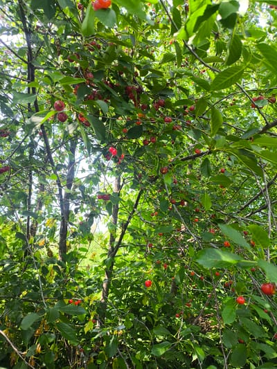 The image shows a dense cherry tree laden with ripe red cherries. The branches and leaves form a thick canopy, with sunlight filtering through in places. The cherries are small and round, with some clusters appearing very full. The overall impression is one of abundance and natural growth. The scene is consistent with a fruit-bearing tree in a natural or garden setting. No people or structures are visible. The image is captured from a low angle, looking up into the branches.