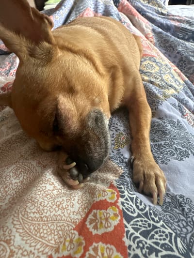A tan dog with a black muzzle is sleeping on a patterned quilt. The quilt has sections of grey, orange, and tan with various floral and paisley patterns. The dog is curled up with its head resting on the tan section of the quilt and one paw extended onto the grey section.
There is no indication in the image that it is taken in Vorotynsk, Russia.