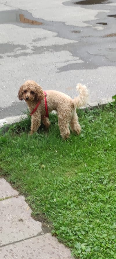 A light brown poodle with a curly coat stands on a patch of green grass. The dog is wearing a red harness and is looking to its left. The grass is bordered by a concrete pathway on the left and a grey, wet asphalt surface on the right. The asphalt surface appears to have water on it, possibly indicating recent rain. The background is blurred but suggests an outdoor environment. The scene is consistent with a location in Ангелово Клубная Резиденция, Russia, given the presence of paved surfaces and grassy areas typical of a residential complex.