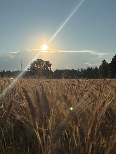 The image depicts a golden wheat field bathed in the warm, setting sun. The sun, partially obscured by a wispy cloud bank, casts a strong beam of light across the sky, creating lens flare. In the background, a dense line of dark green trees forms the horizon, with a tall cell tower visible to the left of a solitary, broad-leaved tree. The foreground is dominated by the stalks of wheat, their heads rendered in soft focus and creating a textured, blurred effect. The sky above is a clear, light blue. This scene is located in the Палыкавіцкі сельскі Савет, Belarus.