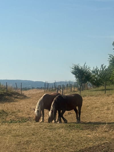 Two horses graze in a field under a clear blue sky. The horse on the left is light brown with a white mane and tail. The horse on the right is dark brown. They are standing in dry, golden grass. In the background, there are scattered trees and rolling hills. A wooden fence runs horizontally across the middle ground. The scene is located in Charchilla, France.