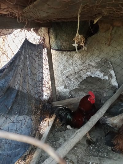 A dark red rooster sits in a wooden coop in the city of Karaganda, Uzbekistan. The coop has a wire mesh exterior and is partially covered with a dark tarp. Two white eggs are visible next to the rooster. The ground of the coop is dirt and debris. Other chickens are partially visible in the background.