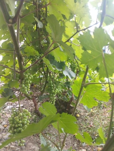 A cluster of unripe green grapes hangs from a vine amidst lush green foliage. The grapes are small and round, clustered together tightly on thick stems. The vine itself has thick, woody branches and large, lobed leaves. The background is a blur of green leaves and dappled sunlight, with hints of brown earth and pebbles on the ground. The scene appears to be a close-up shot of a grape vine in a natural setting, possibly a garden or vineyard.