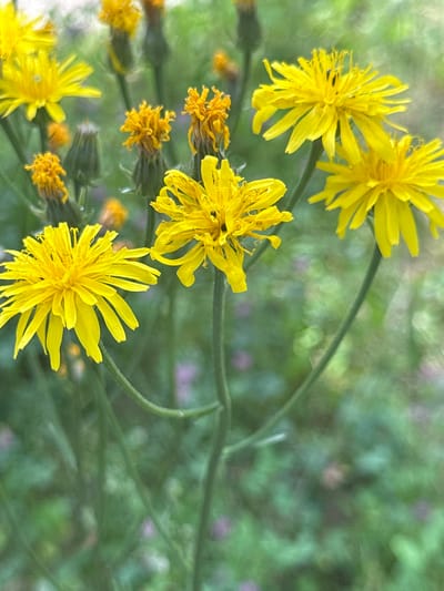 A close-up, low-angle shot captures a cluster of bright yellow wildflowers against a soft-focus green and purple background. The flowers, likely dandelions or a similar species, have many delicate, pointed petals radiating from their centers. Some of the flowers are fully bloomed, while others are still in bud or wilting, displaying a range of textures and stages of life. A thin green stem curves through the frame, supporting the blossoms. The blurred background suggests an outdoor natural setting, possibly a meadow or garden, with dappled light indicating a bright day, perhaps late morning or early afternoon. The overall impression is one of natural beauty and the fleeting elegance of wildflowers in bloom. The scene is located in Le Brassus, Switzerland. There is no visible text in the image.