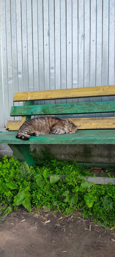 A tabby cat is sleeping on a green wooden bench in front of a corrugated metal fence. The bench has yellow and green slats. Lush green grass and plants are growing around the base of the bench. The ground in front of the bench is a dirt path with some scattered leaves and what appear to be cigarette butts. The overall scene suggests a casual outdoor setting, possibly in a residential area or a park. There are no people visible in the image. The weather appears to be sunny, indicated by the shadows cast.