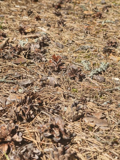 The image depicts a close-up, ground-level view of the forest floor. It is densely covered with fallen pine needles, pine cones, and some scattered dry leaves. Small patches of light green lichen are visible amongst the debris. The lighting suggests it is daytime with sunlight casting shadows. There are no people or animals present. The scene is a natural environment, likely a forest or wooded area. The specific location in Mērsrags, Latvia, refers to the general geographic area where such a scene would commonly be found.