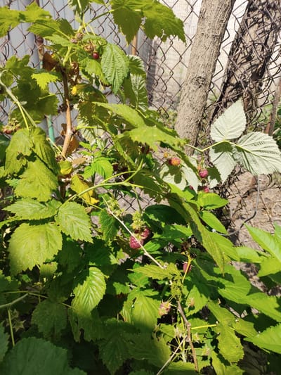 The image displays a close-up view of a raspberry bush in a garden setting. The bush is laden with developing raspberries, some of which are a deep red, indicating ripeness, while others are still green or transitioning. The leaves of the bush are a vibrant green, with some showing signs of natural wear or minor imperfections. A chain-link fence, partially obscured by the foliage and a tree trunk, forms the background, suggesting a backyard or garden boundary. The light suggests it is daytime, likely with sunshine creating shadows and highlights on the leaves and fruit. The scene evokes a sense of nature and agricultural bounty, likely in a rural or suburban environment. The location context provided is Saksahan, Ukraine. No text is visible in the image.