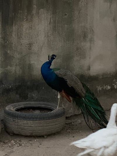 A vibrant blue and green peacock perches on a dusty black tire. Part of a white peacock is visible in the upper right corner. The background is a weathered, gray wall. The scene is dimly lit, emphasizing the peacock's colors against the muted surroundings.