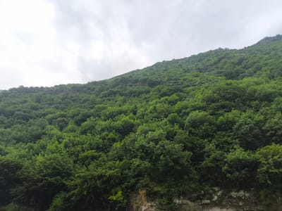 The image depicts a dense, verdant forest covering a steep mountainside under an overcast sky. The foliage is a rich green, with varying shades indicating different types of trees and perhaps variations in light and shadow. The terrain appears rugged and natural, with hints of rocky outcrops peeking through the dense tree cover in some areas. The overall impression is one of an untamed, natural landscape. The location is specified as being in the city of Kobayr, Armenia, suggesting this is a view of the natural surroundings of the Kobayr Monastery or the broader Kobayr region, known for its forested mountains. There are no people or man-made structures clearly visible in the image, emphasizing the natural environment.