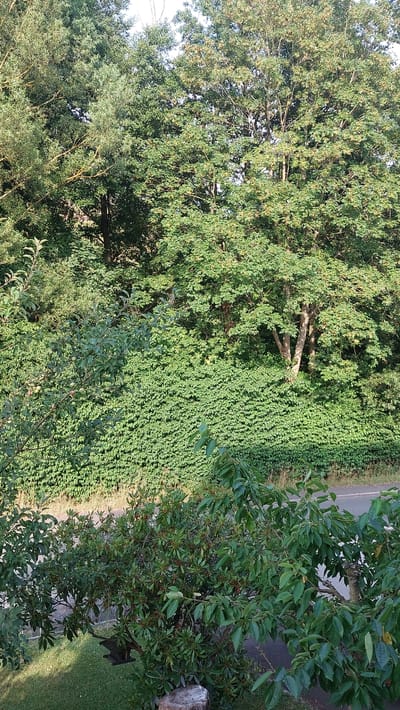 The image shows a dense, green outdoor scene, likely a garden or park area in Bad Laasphe, Germany. The perspective is from above, looking down at an angle, which suggests the photo was taken from a higher vantage point, such as a window or balcony.

Dominating the foreground and midground are various trees and lush vegetation. A large tree with a thick trunk and branches laden with green leaves takes up a significant portion of the left side of the frame. To its right, a field of smaller, uniformly green plants forms a dense carpet, stretching into the background. In the right portion of the image, another tree with smaller leaves and some visible red berries or fruits is prominent. Parts of a paved area, possibly a road or walkway, are visible behind the vegetation, and a patch of green lawn is seen in the lower right corner, along with a tree stump and a small dark object that could be a garden ornament or a shadow.

The foliage is vibrant and healthy, indicating a warm season, likely summer or late spring. The lighting suggests it is daytime, with sunlight casting shadows and illuminating the leaves, giving the scene a bright and cheerful feel. There is no text visible in the image. No people or animals are clearly depicted, though a dark shape near the bottom right could potentially be an animal partially obscured by the foliage. The overall impression is one of natural abundance and well-maintained greenery.