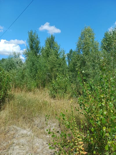 This is a full-shot, eye-level photograph taken outdoors in Vlasivka, Ukraine, on a clear day with a few scattered white clouds. The scene is dominated by lush green foliage and trees. In the foreground, dry, tall grasses and sand are visible, suggesting a natural or semi-wild area. A dark power line stretches diagonally across the top of the frame. The environment appears to be a park or a wooded area on the outskirts of the city, characterized by dense vegetation and a bright blue sky. There are no people or animals present in the image, nor any visible structures or man-made objects other than the power line. The overall impression is one of a tranquil, natural landscape.
