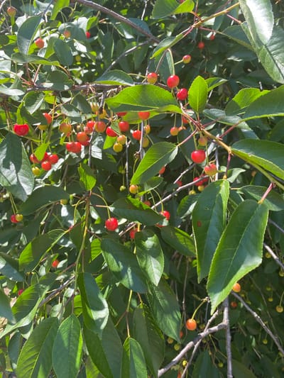 This image depicts a close-up view of a cherry tree branch laden with ripe cherries and lush green leaves. The cherries are a mix of red and yellowish-red, appearing plump and ready for harvest. Sunlight filters through the foliage, creating dappled shadows on the leaves and fruit. The branches are slender and brown, with some twigs visible. The background is a blur of green, suggesting more foliage and the natural environment. The image appears to have been taken outdoors, likely in an orchard or a garden setting. While the image itself does not contain specific markers for the location in Liutizh, Ukraine, the context provided suggests this is where the photograph was taken. There are no people or animals visible in the frame. The scene is static, focusing on the details of the cherry tree.