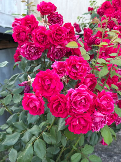 A close-up shot captures a cluster of vibrant pink roses in full bloom, their petals unfurling in intricate layers. The flowers are densely packed, creating a lush, overflowing appearance, with some blooms appearing slightly wilted or faded, adding a touch of natural decay to the scene. Lush green leaves provide a verdant backdrop, interspersed with thorny stems that hint at the rose bush's wilder nature. The background is softly blurred, with hints of a textured, possibly concrete or stone surface, and a pale, diffused light suggesting an outdoor setting. The scene appears to be located in Varli Dol, Bulgaria, where the natural beauty of the roses is on full display.