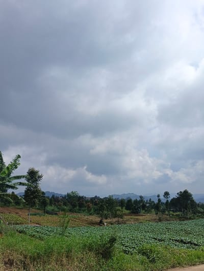 A wide shot captures a cloudy sky dominating the frame. Below, a rural landscape unfolds with fields of leafy green crops stretching to the horizon. Mixed vegetation, including trees and banana plants, adds depth. Distant hills are visible, merging with the overcast sky, enhancing the scene's perspective. The foreground consists of rough green vegetation with hints of a road edge on the right.