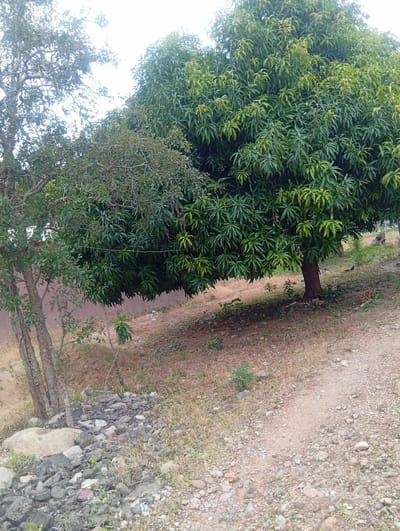 The image depicts a natural outdoor scene, likely in a rural or semi-rural environment. In the foreground, a dirt path with scattered small stones and dry grass runs diagonally from the lower right to the upper left. Adjacent to the path on the left, there is a pile of larger stones and rocks, with some sparse vegetation. To the left of the rocks, two trees with rough bark and sparse leaves are visible, their branches reaching upwards.
Dominating the center and right side of the image is a large, dense green tree, likely a mango tree, with a thick canopy of leaves. The tree has a sturdy brown trunk. Behind the trees, a reddish-brown textured wall or embankment is visible. The ground slopes upwards from the path towards the trees, covered in dry grass and some scattered small plants. The overall lighting suggests an overcast or bright day. There are no people or animals clearly visible in the frame. The context provided places this scene in the city of Shiroro, Nigeria.