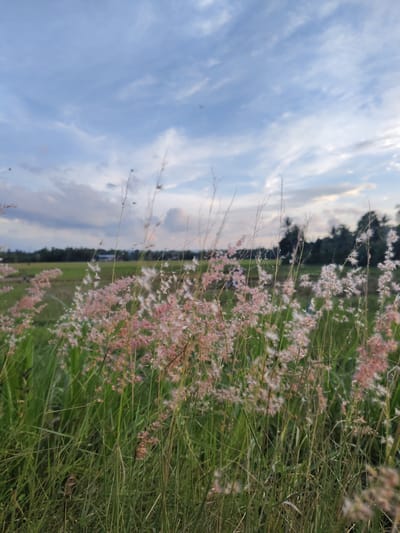 The image captures a field scene near Seuneubok, Indonesia. Tall grasses and pinkish wildflowers fill the foreground, obscuring much of the mid-ground. A rice paddy can be faintly discerned behind the grasses and flowers. A tree line appears in the distant background, with glimpses of what appear to be residential structures visible between the foliage. The sky is partially cloudy, with a blue hue visible between the clouds.