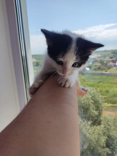 A black and white kitten is being held on a person's arm in front of a window with a view of a green, rural landscape under a cloudy sky. The kitten is looking down with its paws resting on the arm. The window frame is visible on the left side of the image. The scene is likely indoors.