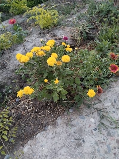 A cluster of vibrant yellow chrysanthemums is the focal point of this outdoor scene, situated in a garden setting within the city of Tinchlik, Uzbekistan. The flowers are predominantly in bloom, with some buds still closed. They are arranged in a dense bush, surrounded by green foliage. To the left of the chrysanthemums, a single red zinnia stands out, its petals a striking contrast to the yellow blooms. In the background, a patch of feathery, yellow-green foliage adds texture and depth to the composition. The ground beneath the flowers is a mixture of dark soil and dry, straw-like plant matter, with scattered small pebbles. A rough, grey concrete surface occupies the bottom right portion of the frame, suggesting a paved area adjacent to the garden. The overall impression is one of a well-tended, albeit somewhat wild, garden.