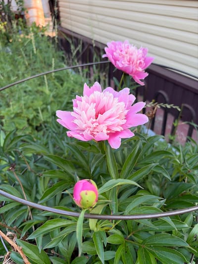 This is a close-up, eye-level, outdoor shot of pink peonies in a garden, likely in Solnechnyi, Russia. The main subject is a large, fully bloomed pink peony in the foreground, with its delicate, ruffled petals taking center stage. To the upper right, another partially bloomed pink peony is visible. Below the main flower, a single, green peony bud with pink tips is on display. The plants are lush with vibrant green leaves. A metal garden support ring is present, encircling the lower portion of the plants. In the background, out of focus, are green vegetation and a building with beige siding and dark brown trim. The lighting suggests it's daytime, possibly late afternoon due to the warm tones on the building. There are no people or animals in the frame.