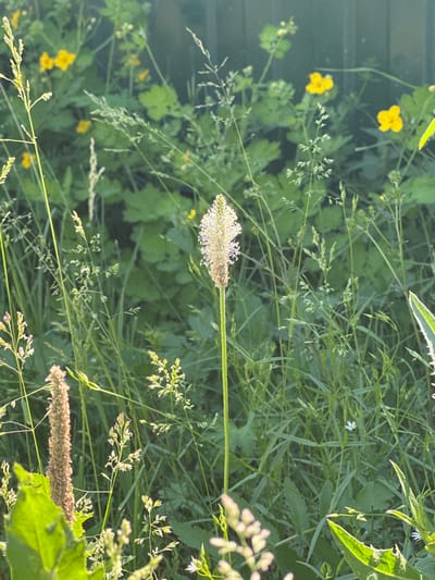 The image depicts a close-up, eye-level view of a patch of green vegetation, likely a roadside or natural area in the city of Rossoshi, Russia. The foreground features several types of grass and plants. A prominent, tall stalk with a light-colored, fuzzy seed head stands in the center, with a smaller, similar stalk to its left. Several other types of grass with smaller seed heads are scattered throughout the scene, some in sharp focus and others blurred. In the background, the foliage is denser and greener, with scattered yellow flowers visible, possibly celandine. A muted green fence runs horizontally across the upper portion of the image, suggesting it borders a property or pathway. The lighting suggests it is daytime, with sunlight illuminating some of the plants and casting soft shadows. There are no people or animals present in the image.