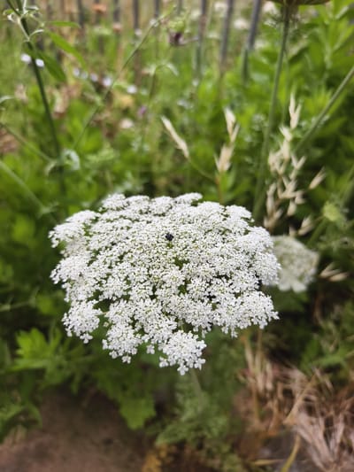 The image features a close-up of a cluster of Queen Anne's Lace flowers, characterized by numerous tiny white blooms forming a dense, rounded head. The plant is surrounded by various green foliage, including grass-like blades and broad leaves, suggesting a natural, possibly untamed environment. A small, dark insect is visible on the flower head. The background is slightly blurred, emphasizing the main subject. The location is indicated as Jezreel Valley Regional Council, Israel.