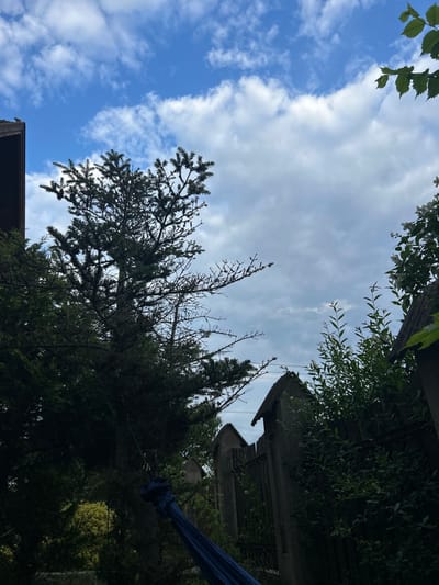 This image, captured in Gryfino, Poland, displays an outdoor environment dominated by vegetation and architectural elements under a partly cloudy sky.

The upper portion of the frame features a blue sky with scattered white cumulus clouds, which become denser and more uniform, transitioning to a lighter gray cloud cover towards the right.

A prominent, dark green conifer tree, likely a fir, occupies the central mid-ground, with its upper branches and needles distinctly silhouetted against the sky. Small, dark cones are visible on several of its branches. To the left of this central tree, dense, dark green foliage from another evergreen plant or tree is present. In the upper left corner, the dark brown corner and ridge of a roof structure are visible, on which a small, dark-feathered bird is perched.

The right side of the image is characterized by a concrete or stone fence featuring multiple vertical pillars, each capped with a distinct, angular finial. This fence is partially obscured by dense green shrubs and leafy plants; one shrub located in the upper right quadrant of the fence line exhibits white blossoms. Another similar fence pillar is partially visible further back on the left side of the fence line.

In the lower center, extending towards the right, a blue fabric hammock is visible, appearing partially gathered or folded. It is suspended from the central conifer tree by a visible green rope and a silver-colored carabiner or hook. The lower half of the scene, including the base of the trees and the area around the hammock and fence, is cast in deep shadow, creating a high contrast with the brightly illuminated sky and the upper canopy of the central tree.