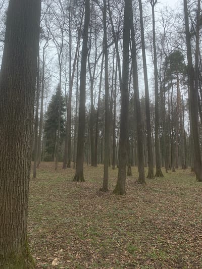 The image depicts a line of deciduous trees in Arkhangel'skoe, Russia. The trees are mostly bare, suggesting it is late autumn or winter. The ground is covered in fallen leaves and some sparse patches of green vegetation. The sky is overcast, creating a muted light. The image is shot at ground level, looking down a path formed by the trees. There are no visible people or animals in the scene. The dominant element is the repetition of tree trunks and branches receding into the distance.
