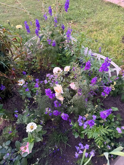 The image shows a close-up view of a garden with various flowers and greenery. In the foreground, a white zinnia with yellow and brown accents is prominently displayed, surrounded by dark soil. To the left of the zinnia, a partially visible pink flower lies on the ground, its petals slightly wilted. Various shades of purple flowers, possibly delphiniums or bellflowers, are scattered throughout the scene, some upright on tall stalks and others clustered lower to the ground. There are also delicate green leafy plants and some taller, dry-looking foliage on the left side. In the background, out of focus, is a patch of green grass and a white decorative garden border. The lighting suggests it may be a cloudy day or late afternoon, with soft, diffused light. There are no people or animals visible in the image. The scene appears to be in a residential garden setting within the Радужскі сельскі Савет, Belarus.