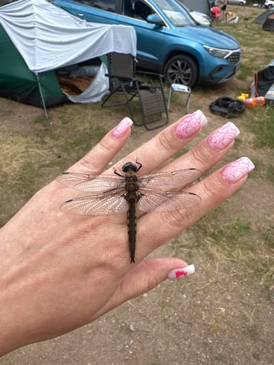 A person's hand with long, square, white acrylic nails decorated with pink swirling lines is held out in front of a campsite. A large, dark-colored dragonfly with translucent wings rests on the back of the hand. In the background, a green and white tent is set up, along with a blue SUV, camping chairs, and other tents. The ground is covered in dirt and dry grass. The scene appears to be a recreational camping area. The location is not specified as being in the city of Колодезный, Russia.