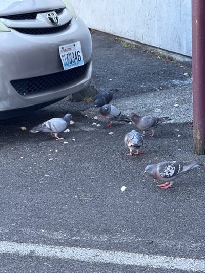 The image shows a group of pigeons on asphalt near a grey car. The car has a Washington state license plate that reads "CLF3346". Some of the pigeons are eating small white pieces of food scattered on the ground. The scene appears to be outdoors, with a textured wall and a portion of a purple pole visible in the background. The ground is dark asphalt with some scattered debris. There are no people visible in the image. The location is identified as being in Seattle, United States of America due to the Washington state license plate.