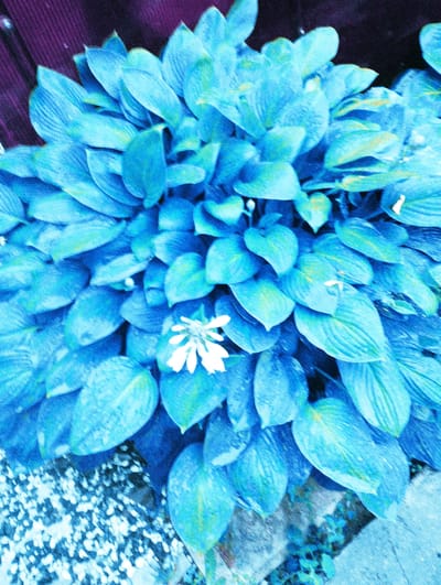 A close-up, overhead shot captures a lush, blue-toned hosta plant with a single white flower blooming in the center. The leaves are broad and ovate, with visible venation and some yellowing hints, indicative of the plant's life cycle. The background is a dark, blurred gradient, with hints of purple on the upper left, possibly a wooden fence or wall. The base of the plant is partially obscured by speckled ground, which could be gravel or small stones. The lighting is dramatic, casting a cool, blue hue over the entire scene, suggesting either an artificial light source or a strong color filter. There are no people or animals present, and no activities are depicted. The overall impression is one of a still, natural vignette, possibly in a garden or park setting. The location in Urkovo, Russia, is not discernible from the visual evidence in the image.