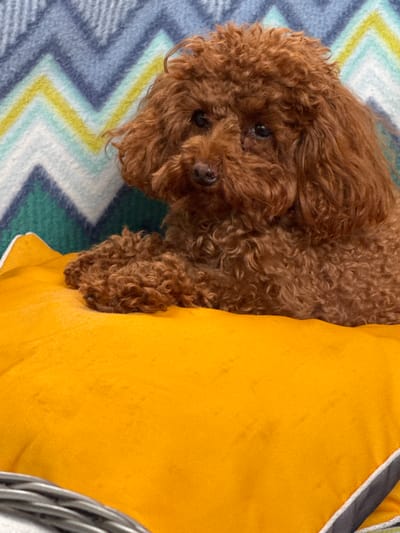 A toy poodle with reddish-brown curly fur is lying on an orange cushion. The poodle is looking directly at the camera with dark eyes and a dark nose. Its paws are resting on the cushion. Behind the poodle, a blanket with a chevron pattern in shades of blue, green, yellow, and white is visible. The environment appears to be indoors, possibly a living room or bedroom. There is no indication of the specific location being Bersenevka, Russia.