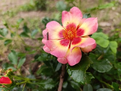 A close-up photograph taken in Nikolichevtsi, Bulgaria, focuses on a single, partially open, bi-colored flower, likely a rose, positioned slightly right of the frame's vertical center. The flower displays petals transitioning from a vibrant reddish-pink at its core to yellow, then fading to a softer pink at the edges. Its center features numerous bright orange-yellow stamens with visible anthers. A small, dark, elongated object, possibly a twig or dried insect, rests on a petal to the left. Small water droplets are visible on some petals and adjacent green leaves. In the lower-left quadrant, a red rosebud with green sepals is discernible amidst green foliage and thorny stems. The background is significantly blurred, showing indistinct green foliage and brownish ground. A dark, thin stem or branch is vertically visible behind the main flower.