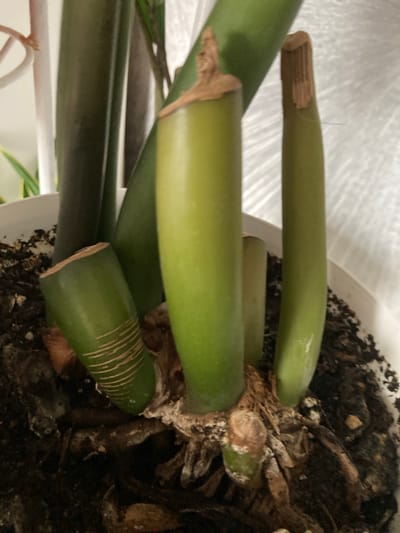 The image displays the base of a plant with several green, cylindrical stems emerging from the soil. One stem, on the left, shows faint horizontal lines on its surface. The tops of two stems on the right appear cut, revealing a lighter brown, fibrous interior. The soil is dark and appears to contain some organic matter and white, powdery residue. The background is blurred, with hints of green leaves and a white surface, possibly a curtain or wall. There are no people present in the image. The location is not discernible from the visual information provided.