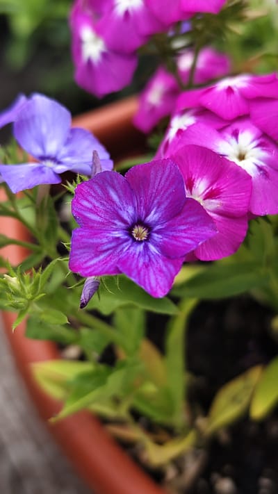 A close-up, high-angle shot shows a cluster of phlox flowers in a terracotta pot. The phlox are a mix of purple and magenta, with some pale blue flowers also present. The foreground is dominated by a large, fully bloomed purple phlox with intricate white markings on its petals and a yellow center. To its left, a pale blue phlox is visible, partially out of focus. Behind these, several magenta phlox flowers bloom, some with white centers. Green foliage and a few unopened buds are interspersed among the flowers. The terracotta pot, with its rough texture, is visible in the lower portion of the frame. The background is a soft blur of green and dark soil, suggesting an outdoor setting. The image was captured in Krupskoy, Russia.
