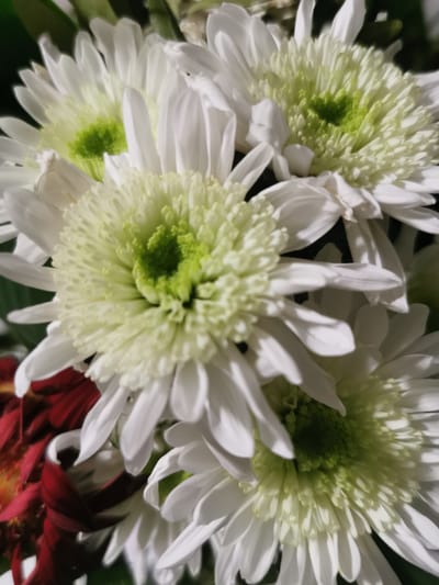 A close-up, overhead shot features a bouquet of white chrysanthemum flowers with vibrant green centers. The petals are delicate and layered, creating a soft, full appearance. Some darker red flowers are visible in the lower left corner, adding a contrasting color to the bouquet. The lighting highlights the texture and shape of the white petals, casting subtle shadows. The background is dark and out of focus, emphasizing the flowers as the main subject. The image was taken in Bourg-lès-Valence, France.