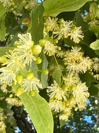 A close-up, vertically oriented, eye-level shot shows clusters of delicate, pale yellow linden flowers and their green buds against a backdrop of lush green leaves and dappled sunlight filtering through. The flowers are small and star-shaped, with numerous thin, white petals and visible stamens. Some of the flowers appear to be in full bloom, while others are still developing as buds. The leaves are heart-shaped with serrated edges and are a vibrant green. The background is softly blurred, revealing hints of darker green foliage and bright blue, bokeh-like circles of light, suggesting sunlight reflecting off water or dew. There are no people or animals visible in the image. The scene is one of natural beauty, possibly captured in a garden or park setting in Korobivka, Ukraine.
