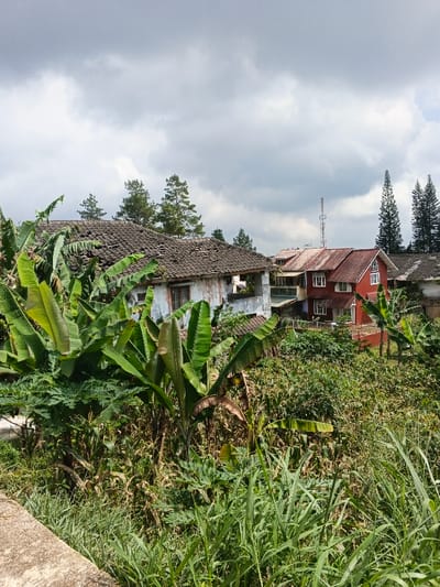 This daytime photograph captures a rural or semi-rural landscape in Kainantu, Papua New Guinea, under an overcast sky. The scene is characterized by abundant, lush vegetation and several houses.

In the foreground, dense tropical greenery dominates, featuring large banana plants with broad leaves and tall green grasses. A concrete edge or path is visible at the bottom left. The midground features two prominent houses: to the left, an older, weathered house with discolored, light-painted walls and a dark, tiled roof that shows significant damage and missing tiles. To its right, a vibrant red house with contrasting white window frames and a matching red roof appears in better condition. Other buildings are partially visible further in the background.

Tall, slender pine-like trees are scattered throughout the midground and background, rising above the houses and foliage. A cell tower or radio mast is discernible on the distant horizon, piercing through the heavy, diffused grey clouds that cover the entire sky. The cloudy weather suggests either an impending rain or a typically overcast tropical day. No people or discernible activities are present, lending a static, natural feel to the image. The overall impression is one of tropical growth encroaching on human structures, reflecting a blend of nature and habitation in the given setting.