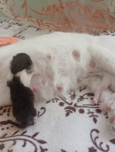 A newborn kitten, predominantly black with white markings on its chest and paws, is nestled against the belly of a white cat. The mother cat is lying down on a soft, patterned blanket. Several of the mother cat's nipples are visible and appear pink. The background shows a light-colored curtain with an orange floral pattern. The scene appears to be indoors, likely in a domestic setting in Semionovca, Moldova.