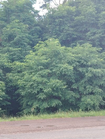 The image shows a dense wall of green foliage, primarily trees with compound leaves, filling the upper portion of the frame. The foliage is lush and appears to be growing closely together, creating a thick, almost impenetrable screen. The leaves are a vibrant green, suggesting a healthy and mature canopy. At the bottom of the image, a patch of green grass and some dry, lighter-colored weeds or grasses are visible, bordering a dirt or gravel road. The road surface is uneven and appears damp in places, with small puddles of water visible. The overall scene depicts a natural roadside environment with dense vegetation. This is a general description of a roadside scene in a rural or natural area, likely in Цярэшкавіцкі сельскі Савет, Belarus. There are no people or specific structures visible.