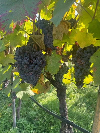 The image displays a close-up, static scene within a vineyard in Tsinandali, Georgia, featuring multiple clusters of dark purple grapes on a vine. The grapes, appearing ripe, are densely packed in bunches, with some individual berries showing slight shriveling or minor blemishes. The vine itself has a gnarled, dark brown trunk and is supported by thin, dark horizontal wires or lines. Green grape leaves, some exhibiting autumnal yellowing and reddish hues along their edges, form a dense canopy around the fruit. Bright natural sunlight illuminates the scene from above, filtering through the foliage and creating highlights on the leaves and grapes, with a bright sky visible in the background. The ground beneath the vine is covered with green vegetation, primarily grass or weeds. No people, specific actions, or interactions are present in the frame.