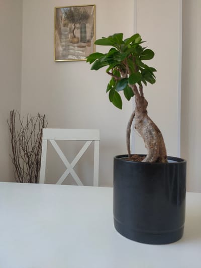 A bonsai tree in a black pot is placed on a white table. Behind the tree, a white chair with an X-shaped backrest is visible, along with a bundle of dry branches. On the wall behind the chair, a framed picture of a Mediterranean-style scene with an olive tree on stone steps is hanging. The environment appears to be an indoor setting, likely a home, with neutral-colored walls. There is no information in the image to suggest a location in Zrenjanin, Serbia.