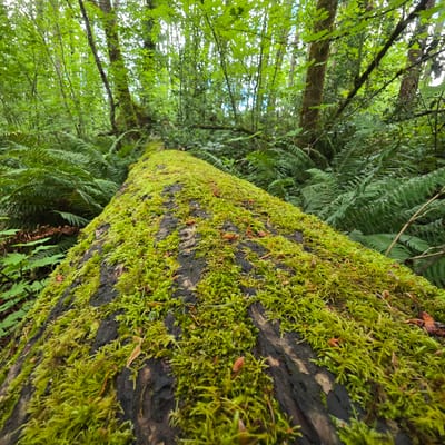 The image shows a fallen tree covered in bright green moss, lying horizontally across a forest floor. The tree trunk is thick and dark, with the moss growing densely over its surface, interspersed with small brown seed pods or cones and dried leaves. The forest environment appears lush and damp, with vibrant green ferns forming a dense undergrowth on either side of the fallen tree. Tall, leafy trees with green foliage can be seen in the background, suggesting a temperate rainforest or woodland setting. The lighting indicates an overcast day or dappled sunlight filtering through the canopy. There are no people or animals visible in the image. The scene is devoid of any man-made structures or clear indications of a specific urban location.
