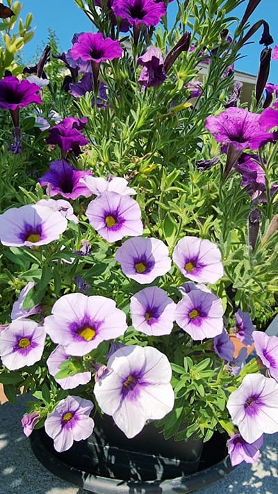 A close-up, eye-level shot captures a vibrant display of purple and lavender petunias in bloom. The flowers, in various stages of opening, reveal deep purple throats with lighter, trumpet-shaped petals. Some buds are also visible. The surrounding green foliage is lush and slightly blurred, indicating a shallow depth of field. The background shows a clear blue sky and hints of a building and tree branches. The flowers are planted in a black pot, which is partially visible at the bottom of the frame. The scene suggests a sunny day in a garden setting. There are no people or animals present, and no actions or interactions are depicted. The image is taken outdoors, likely in La Canya, Spain.