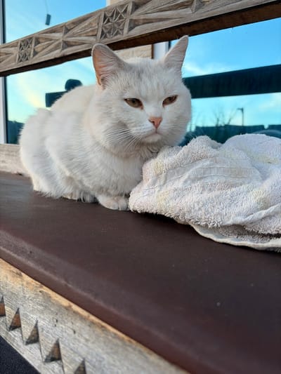 This is an eye-level, slightly tilted close-up photograph of a white cat resting on a brown surface next to a window. The cat is the primary subject, facing left with its head tilted slightly and its eyes looking towards the camera. Its fur is white with hints of light grey around the ears and face. A white, textured towel is draped over the cat's back and head, partially obscuring its body.

The background consists of a bright blue sky visible through a window, with faint reflections of trees and possibly structures. To the left of the cat, a piece of intricately carved wooden trim is visible, featuring geometric patterns. The brown surface the cat is resting on appears to be a windowsill or a ledge, possibly made of wood. The lighting suggests it is daytime, with bright sunlight casting a gentle glow on the scene. The overall mood is calm and peaceful, with the cat appearing relaxed. There is no visible text in the image.